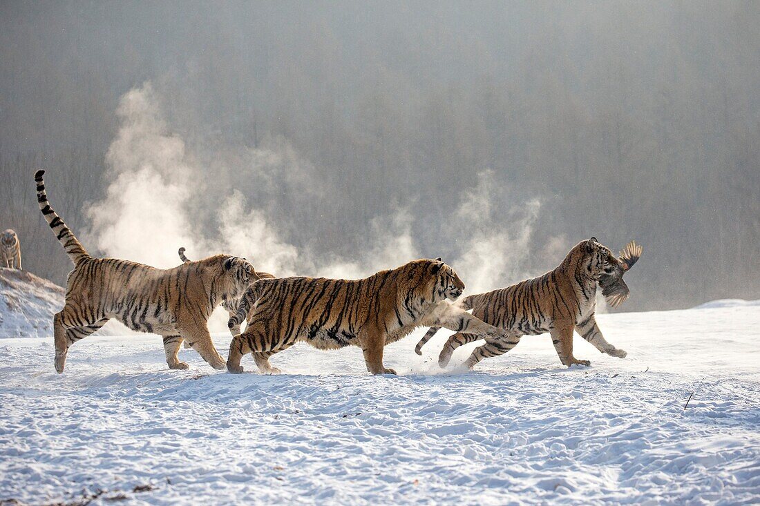 Siberian Tiger Park